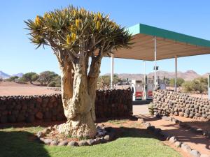 a tree in front of a stone wall at Betta Lodge in Duwisib +19 photos