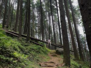 a person standing on a trail in a forest at Smarthill Deodar Echoes in Dalhousie