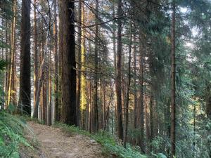a dirt trail in a forest with tall trees at Smarthill Deodar Echoes in Dalhousie