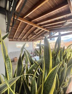 a plant in a room with a wooden ceiling at Hotel Park Caribe in Medellín