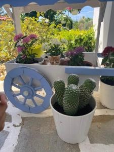 a cat sitting in a flower pot next to plants at White and Blue in Mesimvría