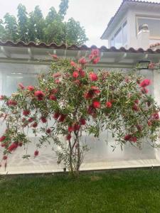 a bush of red flowers in front of a house at White and Blue in Mesimvría