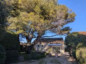 a large tree in front of a house at À l'ombre du pin in Entraigues-sur-la-Sorgue