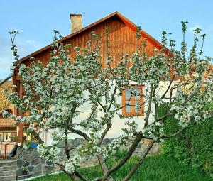 a tree with white flowers in front of a house at Napsugár Vendégház Nagylóc in Nagylóc