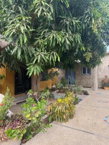 a large tree in front of a building with plants at Chez Aicha Ndangane in Ndangane