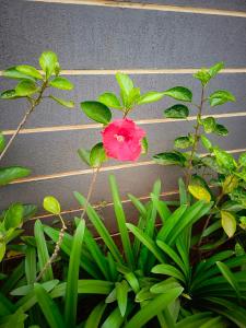 a pink flower on a plant in front of a wall at BlueByMis in Muchatha