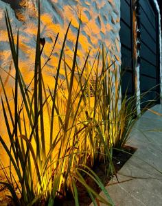 a patch of tall grass in front of a building at Onda Studios Apê Completo - Vista Linda e Sesc Bertioga - Ar Condicionado in Bertioga