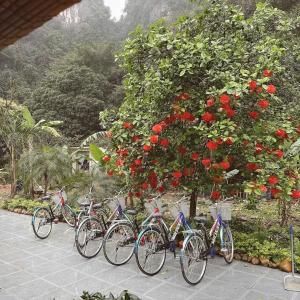 a row of bikes parked next to a tree with red roses at Foresta Ninh Binh Homestay in Ninh Binh