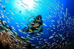 a man in a diver suit swimming over a school of fish at Holiday Homestay Beach Rooms Deep Diving & Light House & Watersports Tarkarli in Bhogwe