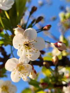 a close up of white flowers on a tree at Casa La Sendera Alojamiento Rural en La Rioja in Santa Engracia