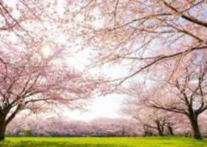 a group of trees with pink flowers on them at Newly Renovated 2025 秋リフォーム済 RC206 in Tokyo