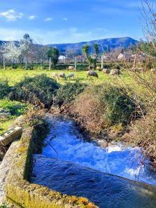 a group of animals grazing in a field next to a stream at Sandoco - Golf - Pickleball - Beach Volleyball & Pool - All Exclusive in Ponte de Lima