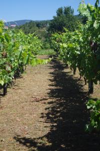 a row of green trees in a field at Sandoco - Golf - Pickleball - Beach Volleyball & Pool - All Exclusive in Ponte de Lima