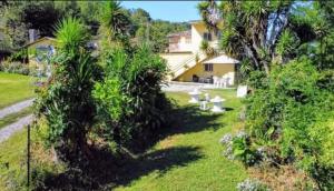 a yard with palm trees and a house at B&B Romy House in Pianopoli