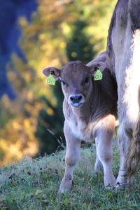 a baby calf standing next to a cow at Maiensäss Stafel 45 in Mutten