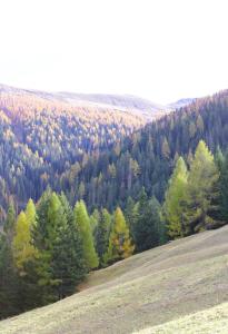 a hillside with a forest of trees in the background at Maiensäss Stafel 45 in Mutten