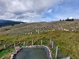 a herd of sheep grazing on a grassy hill at Vila Narci Paltinis in Păltiniş