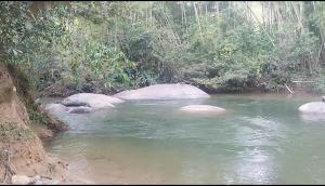 a stream of water with rocks in a forest at Casa compartida - Las 5 Quintas in San Rafael