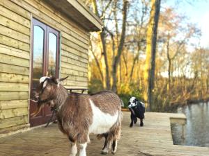 two goats standing on a porch of a house at The Hideaway Pod in Chelmsford
