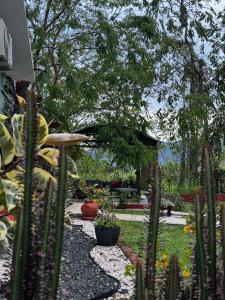 a garden with cacti and plants in a yard at Casa Bohemia, Villalba in Palma Sola