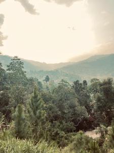a view of a forest of trees and bushes at Cinderella three arch view in Ella +2 photos
