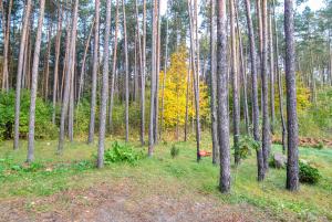 ein Wald voller Bäume mit einer Bank in der Mitte in der Unterkunft Juozo Namas in Druskininkai