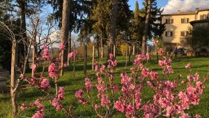 a bunch of pink flowers in a yard at Le Due Querce in Vicolo Rancolfo