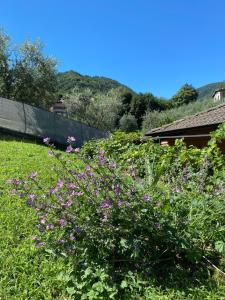 a garden with purple flowers in a yard at Zenzero Comfort Apartment in Bellagio