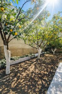 three orange trees in a yard with the sun shining at The Citrus Yard in Politika, 2 bedrooms apartment in Politika