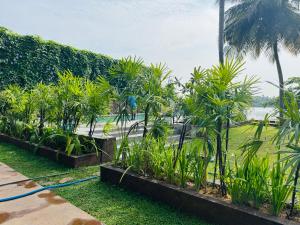 a row of palm trees in a yard with a hose at New Diyakawa Boutique Hotel in Nikawatawana