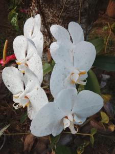 two white flowers with raindrops on them at Peacock rest in Batapola