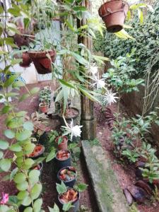 a garden with plants and flowers in pots at Peacock rest in Batapola