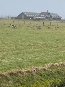 a flock of birds in a field with a barn at Oomes Huus - Sleep by Hästens, Wake with Coffee in Den Hoorn