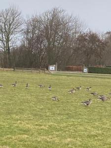 a flock of geese grazing in a field at Oomes Huus - Sleep by Hästens, Wake with Coffee in Den Hoorn