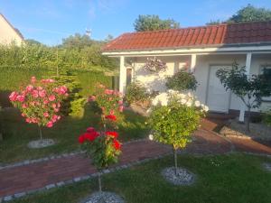 a house with three trees with flowers in the yard at Zum Rosengarten in Rambin