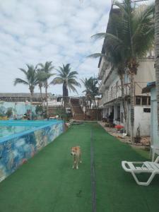 a dog standing on a green lawn next to a pool at Hostel Angeles del Mar in San Antonio +8 photos