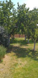 a group of trees in a field with grass at Chalupa u dubu Horní Ostrovec in Písek