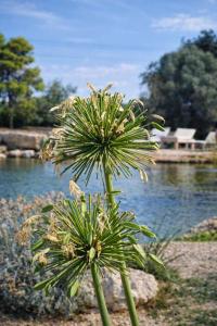 a green plant in front of a body of water at Masseria Cuturi in Manduria