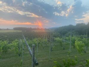 a vineyard at sunset with the sun setting in the background at Locanda Tarello 1880 in Roppolo +20 photos