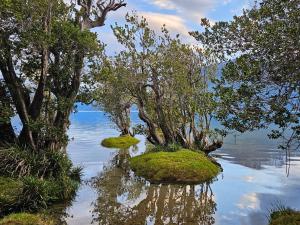 a group of trees on a body of water at Camping Delta del Azul in Lago Puelo
