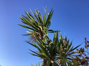 a palm tree with a blue sky in the background at Seascape in Garlieston