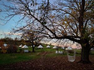 a tree with chairs and tents in a field at Glamping Stolat in Stolat