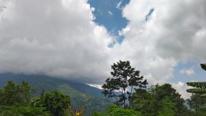 a tree in front of a mountain with clouds at Hobo's Nest in Kurseong