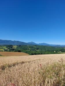 a field of wheat with a blue sky in the background at Maisonnette individuelle in Figarol
