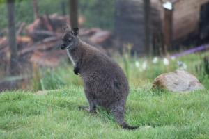 a animal standing in the grass in a field at The Chapel in Wattle Grove +50 photos