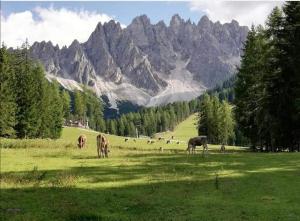 a group of cows grazing in a field with mountains in the background at Mansardina Il Nido in Padola +3 photos