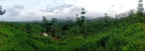 a lush green hillside with trees and clouds in the background at Hillocks and The Spring in Sampaji