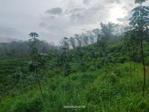 a lush green field with trees on a hill at Hillocks and The Spring in Sampaji