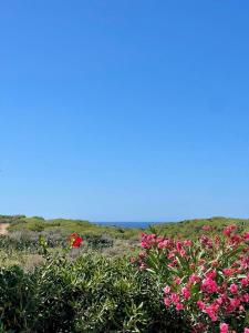 a field of flowers with the ocean in the background at Casa Franco in Lampedusa