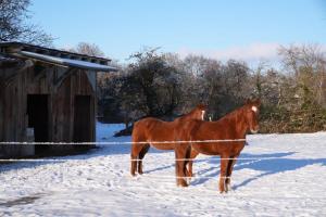 two horses standing in the snow next to a barn at Ferienwohnung Red Horse Ranch in Eichstätt